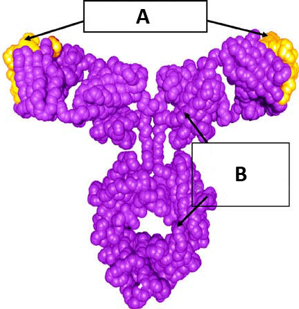 Ксолар®(Xolair®) (omalizumab) — reference image