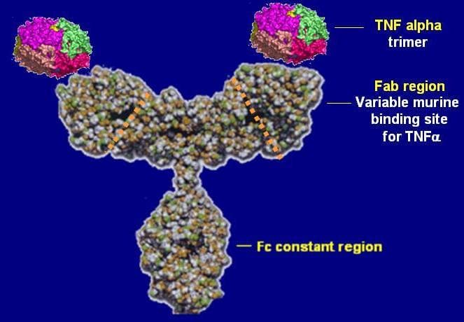 Zessly (infliximab) — reference image